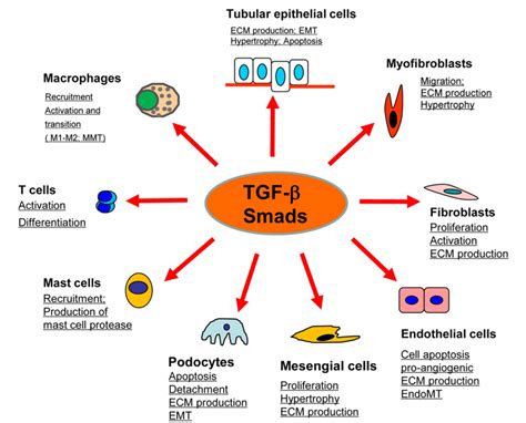 Tgf βsmad Signaling In Renal Fibrosis Semantic Scholar