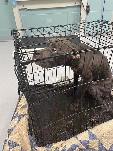 Puppy found abandoned in crate in Ypsilanti park, authorities seeking
