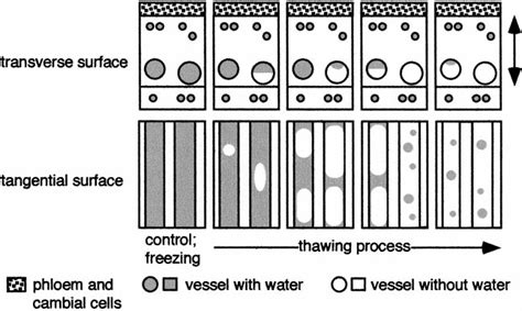 Schematic Representation Of The Progression Of Cavitation During