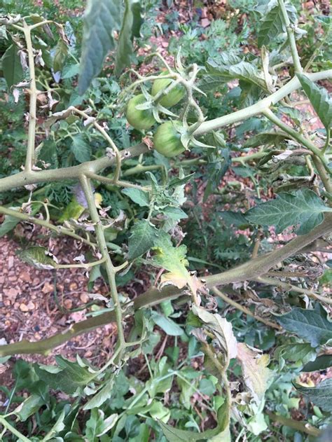 Tomato Leaves Drying Up Advice Horticulture Garden Plants