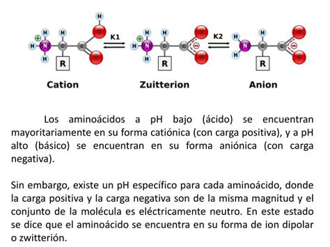 PPT AMINOÁCIDOS Y PROTEÍNAS PowerPoint Presentation ID 6384153