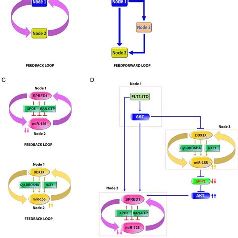 Schematic Models Of FLT3 ITD Regulated MiR 126 And MiR 155 Expression