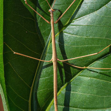 Are Stick Insects Easy To Look After Pet Brilliant