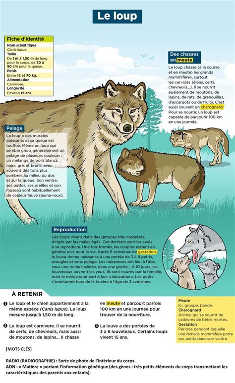 Le Loup Documentaire Animaux Animaux Loup