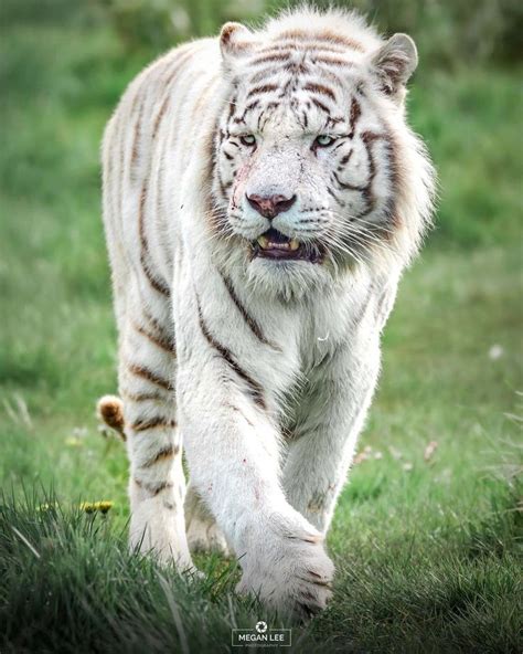 Megan Lee Photography On Instagram White Tiger Mohan White Tigers