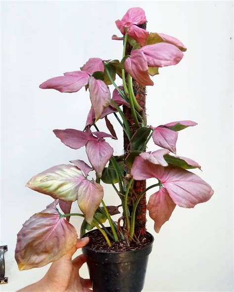 A Hand Holding A Potted Plant With Pink Flowers