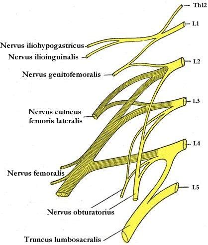 Lumbosacral Plexus Anatomy And Nerves Medical Library Human