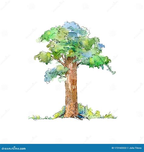 Oak Deciduous Tree Watercolor Hand Drawn Illustration Stock