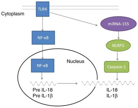 Silencing Of Mir‑155 Suppresses Inflammatory Responses In Psoriasis