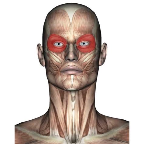 Orbicularis Oculi Anatomy Origin Insertion Action Innervation The