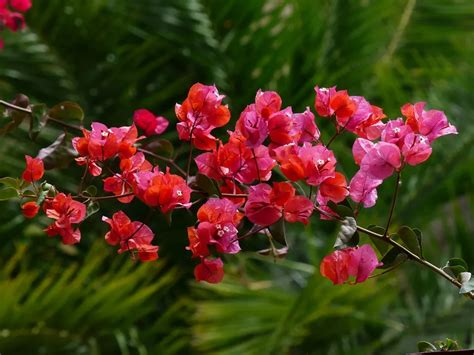 What To Expect During The Bougainvillea Flowering Season