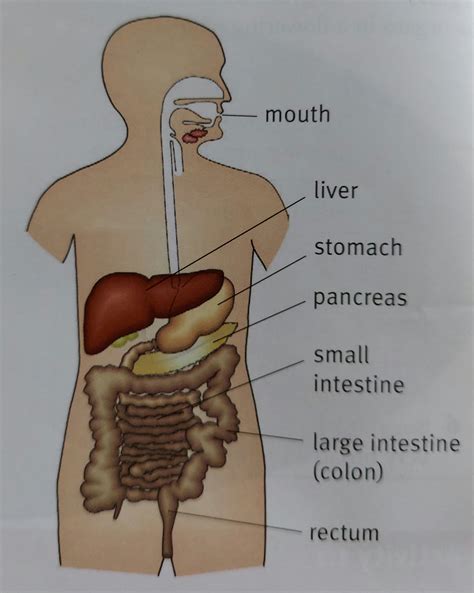 Look At The Diagram Of The Digestive System Write Down In Order The