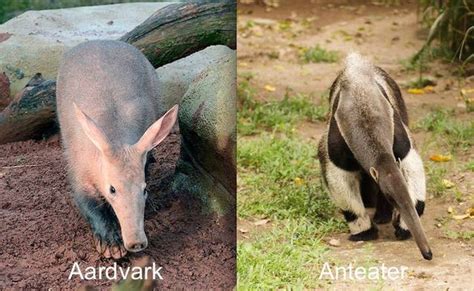 Aardvark History And Some Interesting Facts