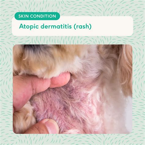 Dog skin allergies: triggers, symptoms and itch relief (with photos) | Lyka Blog