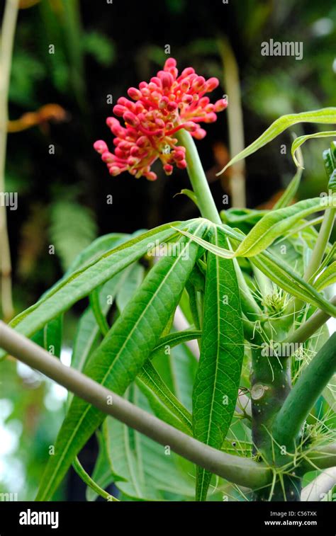 Coral Plant Jatropha Multifida Stock Photo Alamy