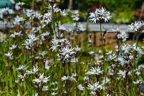 Wassergärtnerei Lychnis flos cuculi White Robin Kuckucks