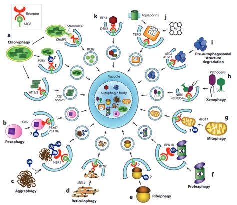 Autophagy The Master Of Bulk And Selective Rec