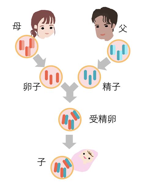 遺伝子についてわかりやすく解説 おしえてdnaチップ研究所！ 株式会社dnaチップ研究所