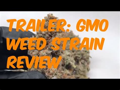 Trailer: GMO Cannabis Strain Review - Cannabis Examiners