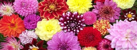 Colorful Dahlias Flowers Facebook Cover Photo