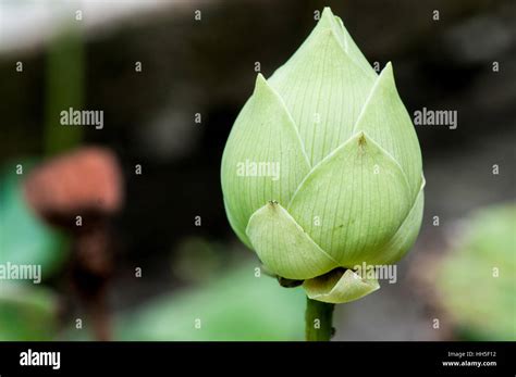 Sacred Lotus Nelumbo Nucifera Flower Bud Stock Photo Alamy