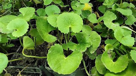 GOTU KOLA Centella Asiatica Indian Pennywort Indian Finland