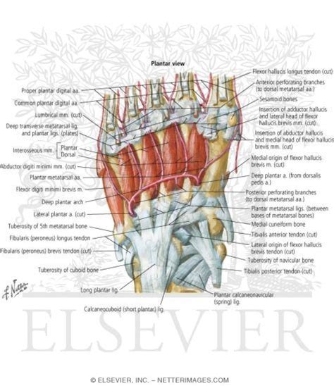 Ankle and Foot: Deep Muscles and Arteries of the Foot