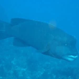 Asian sheepshead wrasse - Facts, Diet, Habitat & Pictures on Animalia.bio