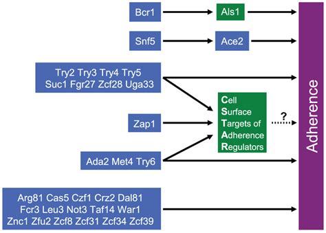 Portrait Of C Albicans Adherence Regulators Our Main Findings Are Download Scientific Diagram