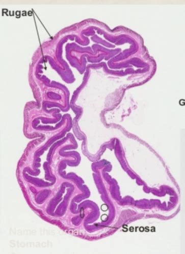 Stomach Rugae Histology