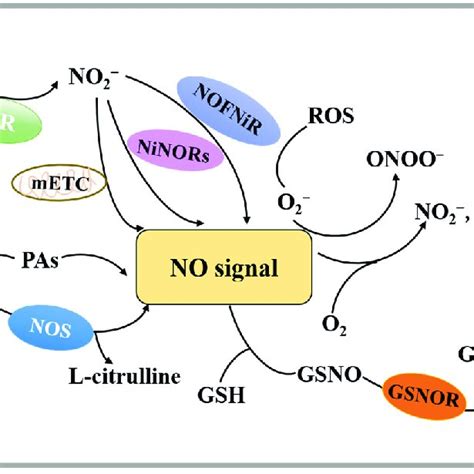 A Model For The Synthesis And Decomposition Of Nitric Oxide No Is Download Scientific Diagram