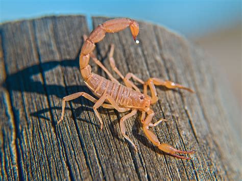 cual es el escorpion mas mortal startupassemblyco
