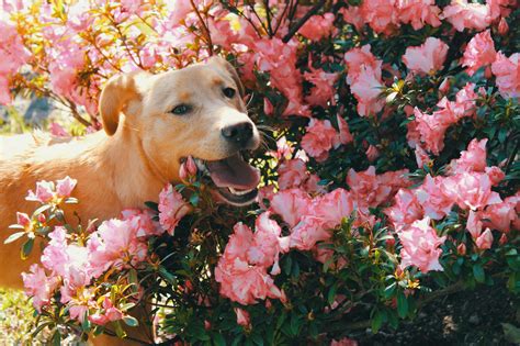 Hillside Garden With Flowers And Animals Photos, Download Free Hillside Garden With Flowers And ...