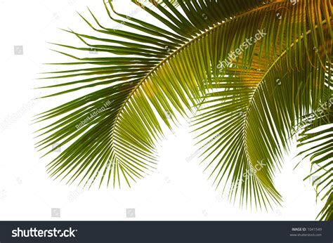 Hanging Palm Fronds From Thailand With Clipping Path Stock Photo