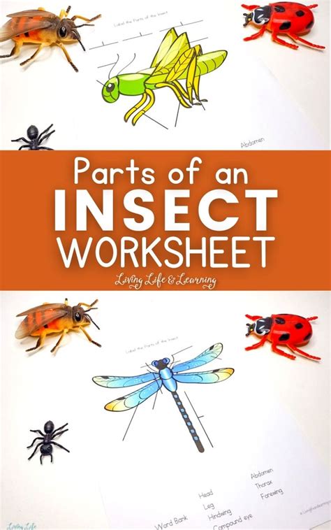 Label The Parts Of An Insect Grade 3 6 Worksheets Library