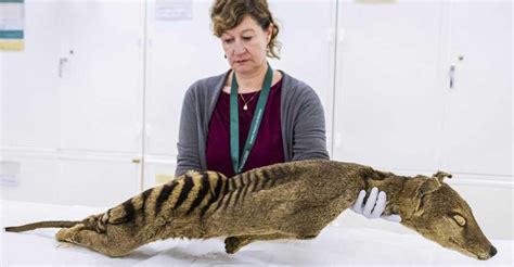 Resurrecting Extinct Tasmanian Tigers The Groundbreaking Genetic