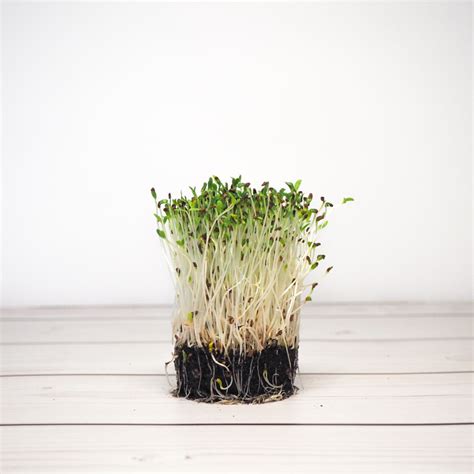 Bio Saatgut Microgreens Sprossen Microgreen Shop