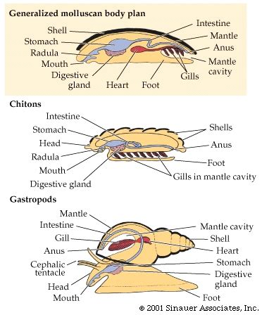 protostomes