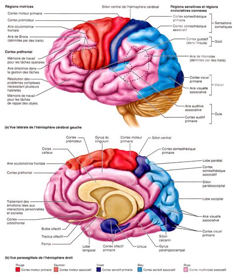 Le Cerveau Ou Le Syst Me Nerveux Central