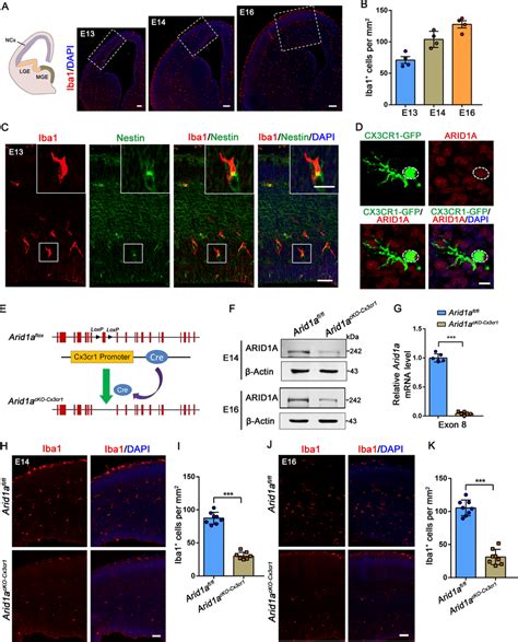 Microglia Contact Specialized Areas Of Neural Progenitor Cells Npcs Download Scientific