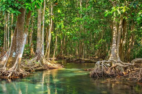 Flora Y Fauna De Quintana Roo Info Quintana Roo