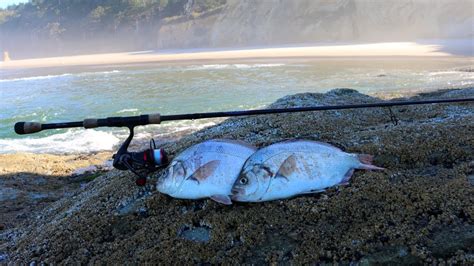 Catch N Cook Surf Perch On The Beach Youtube