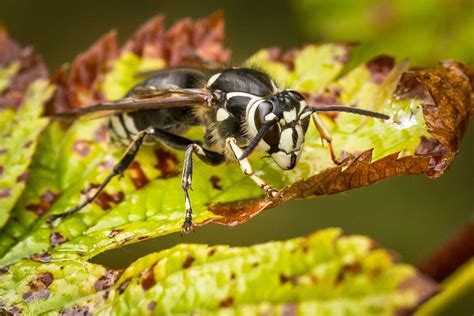 Do Bald-Faced Hornets Hibernate Or Die In The Winter? - Pests101.com