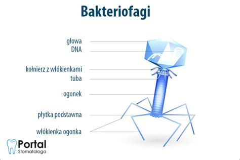 Chlor Portal Stomatologa