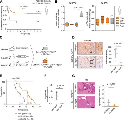 Pdgfrβ Is A Biomarker For Aggressive Alcl A Tissue Microarrays From 98 Download Scientific