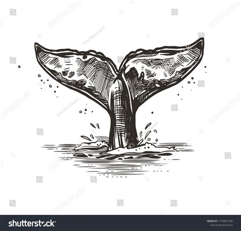 6,281 Whale fins drawing Images, Stock Photos & Vectors | Shutterstock