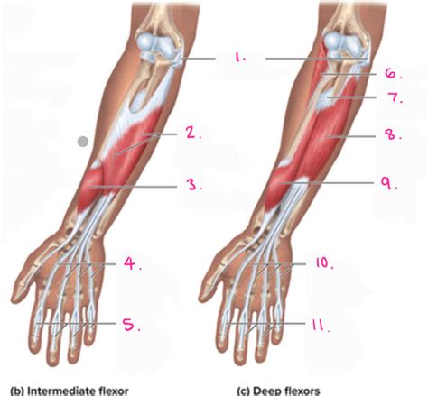 Flexors Of The Hand And Wrist Pt Flashcards Quizlet