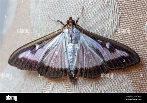 Box Tree Moth Hi Res Stock Photography And Images Alamy