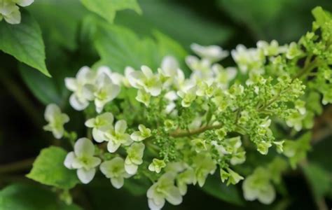 All Oakleaf Hydrangea Images Shuncy Love The Green