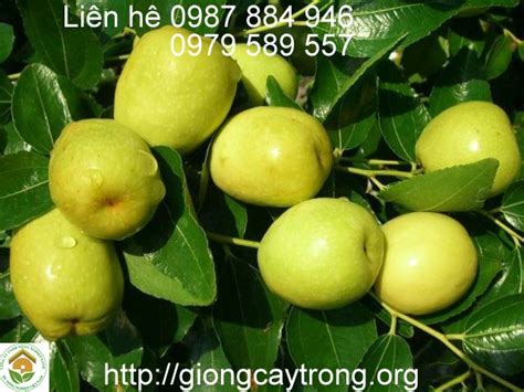 giong tao dao vang cay giong hoc vien nong nghiep